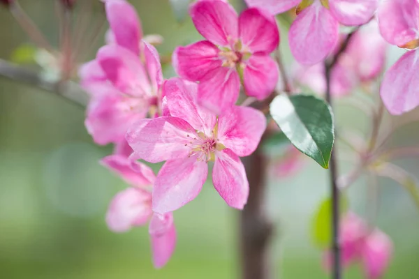 Bloesem van roze sakura bloemen — Stockfoto