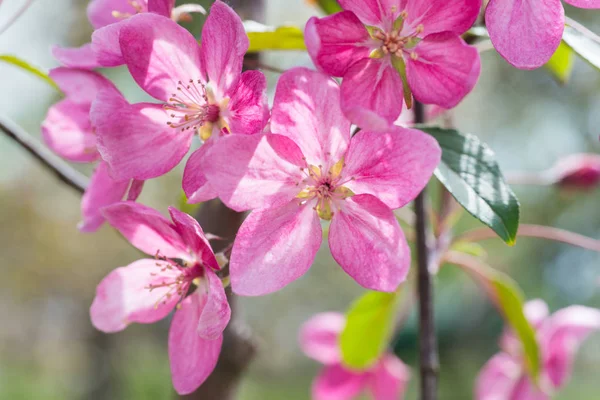 Pembe sakura çiçeklerin çiçeği — Stok fotoğraf