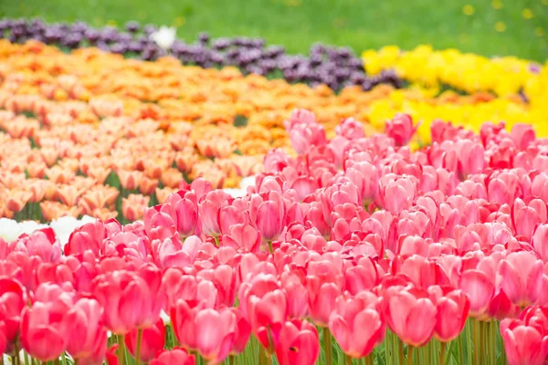 Feld der bunten Blumen Tulpen — Stockfoto