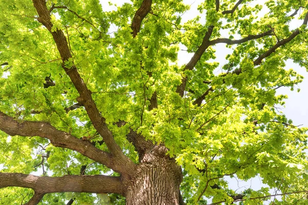 大きな古いオークの木 — ストック写真