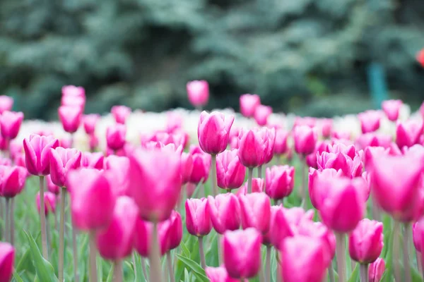 Růžové tulipány v parku — Stock fotografie