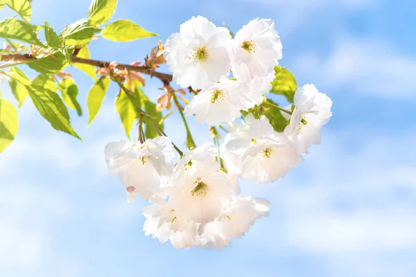 Fiori di sakura bianchi su un albero di primavera — Foto Stock