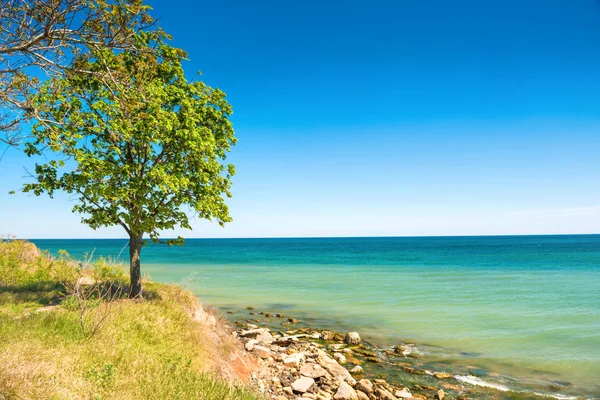Big green tree on the beach — Stock Photo, Image
