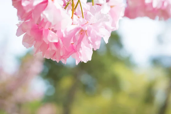 Pink sakura flowers on a spring cherry tree — Stock Photo, Image