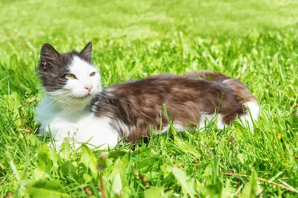 Gato blanco y negro sobre hierba — Foto de Stock