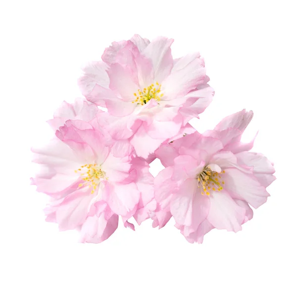 Сакура рожеві квіти — стокове фото