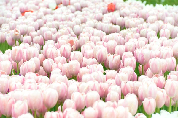 Fältet av rosa blommor tulpaner — Stockfoto