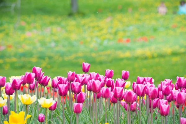 Růžové tulipány v parku — Stock fotografie