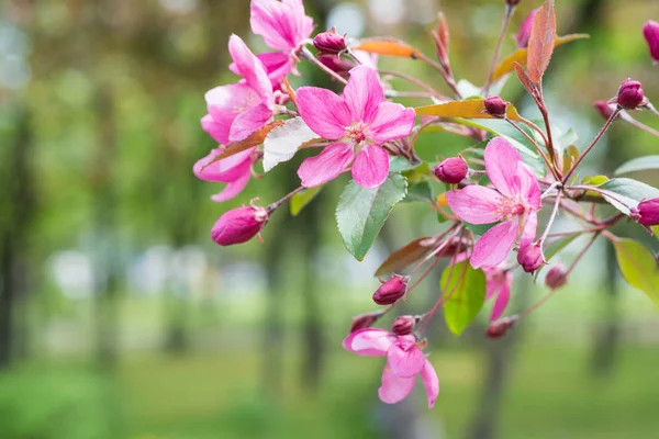 Blossom of pink sakura flowers — Stock Photo, Image