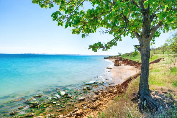 Большое зеленое дерево на пляже — стоковое фото