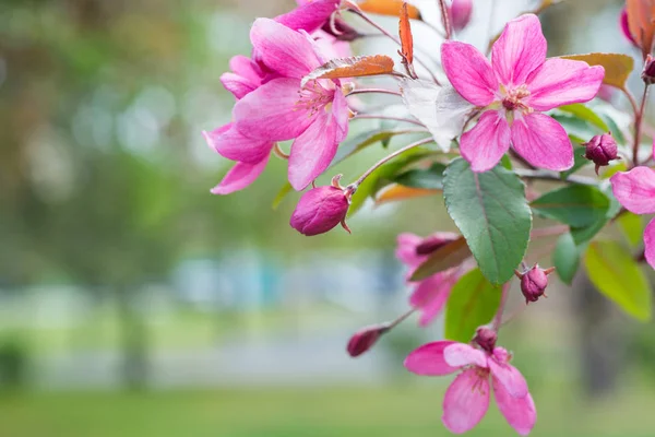 Bloesem van roze sakura bloemen — Stockfoto