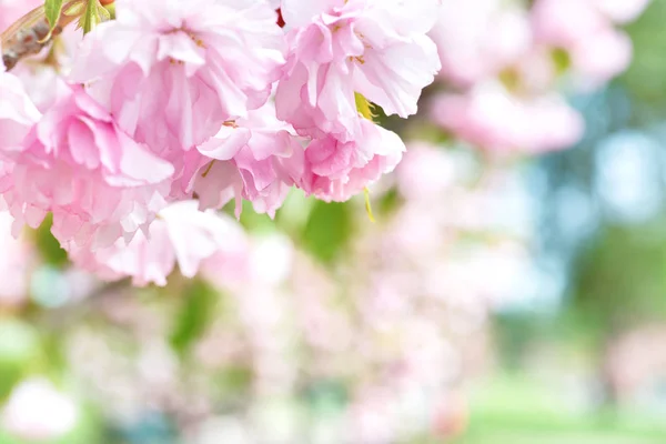 Pink sakura flowers on a spring tree — Stock Photo, Image