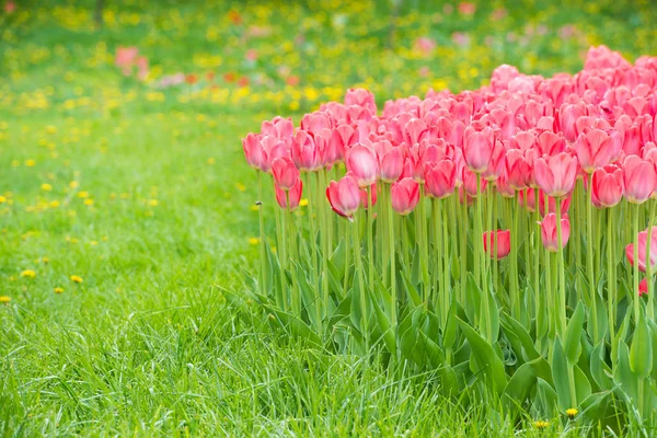 公园里的粉红郁金香 — 图库照片