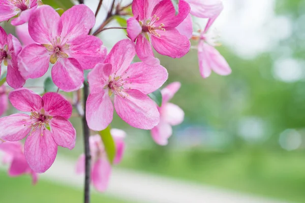 Bloesem van roze sakura bloemen — Stockfoto