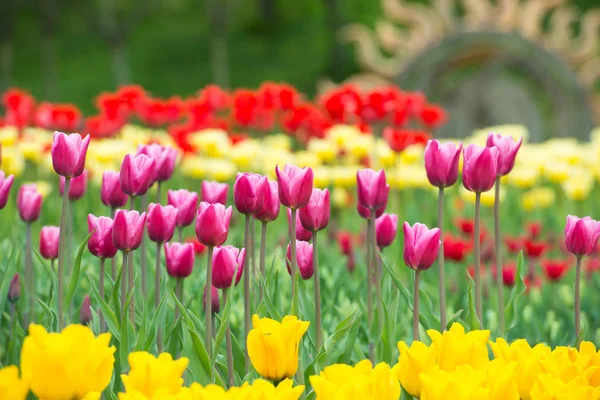 Rode tulpen in het park — Stockfoto