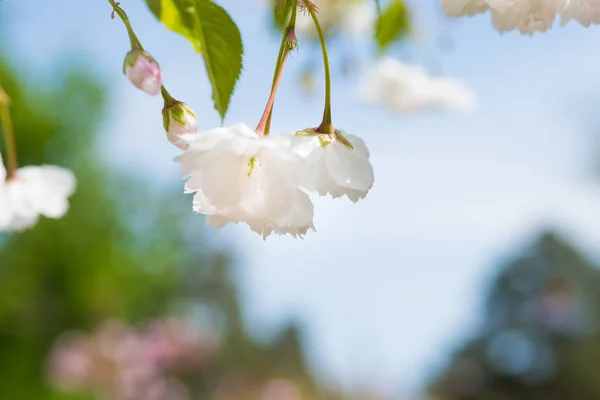 Flores de sakura brancas em uma árvore de cereja de primavera — Fotografia de Stock