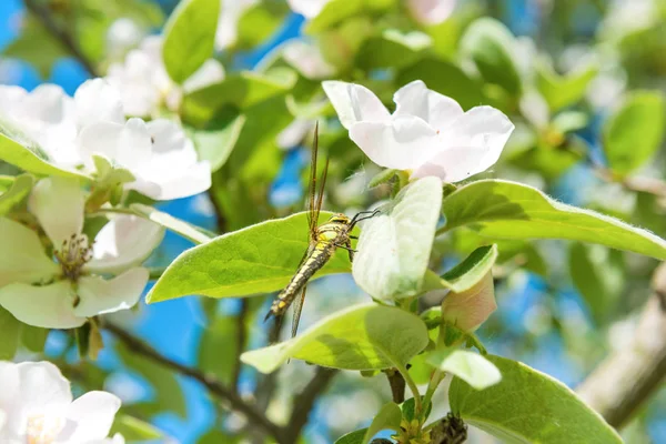 Blühen Quittenbaum mit weißen Blüten — Stockfoto