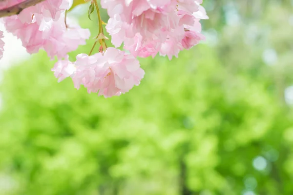 春天樱桃树上的粉红樱花花 — 图库照片