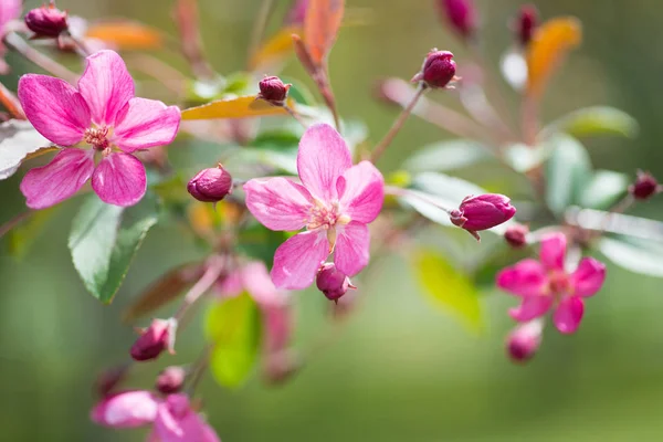 Flor de flores sakura rosa — Fotografia de Stock