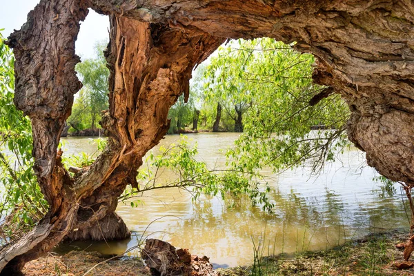 Старое дерево в воде — стоковое фото