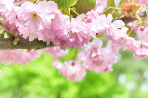 Flores sakura rosa em uma árvore de primavera — Fotografia de Stock