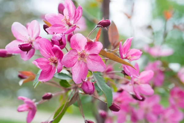 Цветок розовых цветов сакуры — стоковое фото