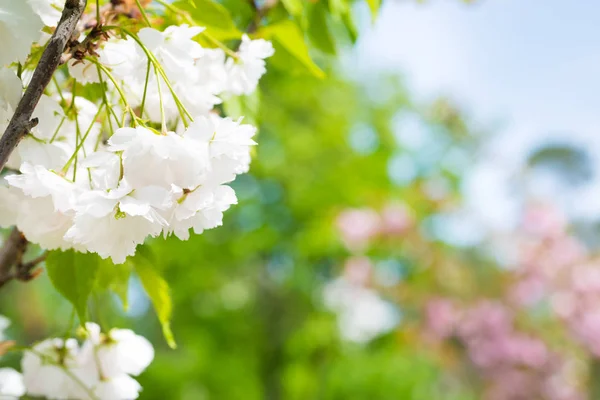 Flores de sakura brancas em uma árvore de cereja de primavera — Fotografia de Stock