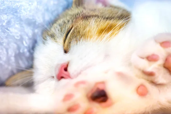Pembe pençeleri ile sevimli kedicik — Stok fotoğraf
