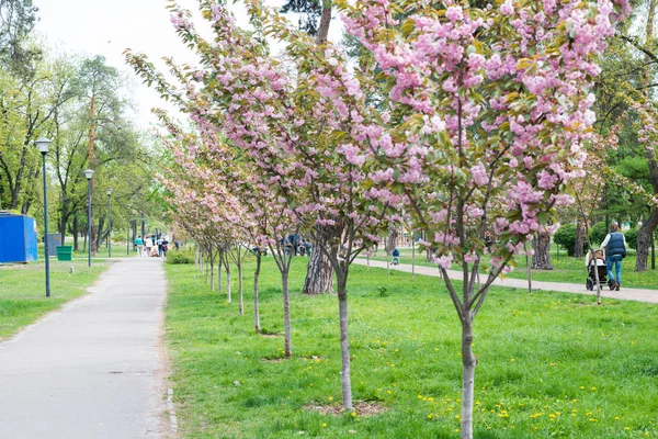 Alberi di ciliegio di sakura di fiore — Foto Stock