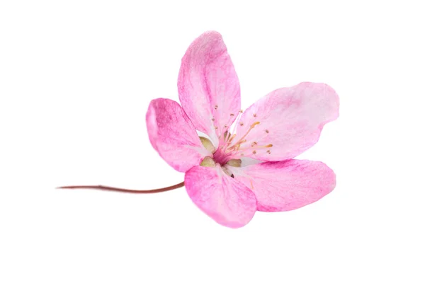 Růžový květ z sakura stromu — Stock fotografie
