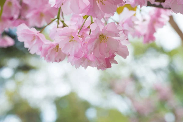 Flores sakura rosa em uma árvore de cereja de primavera — Fotografia de Stock