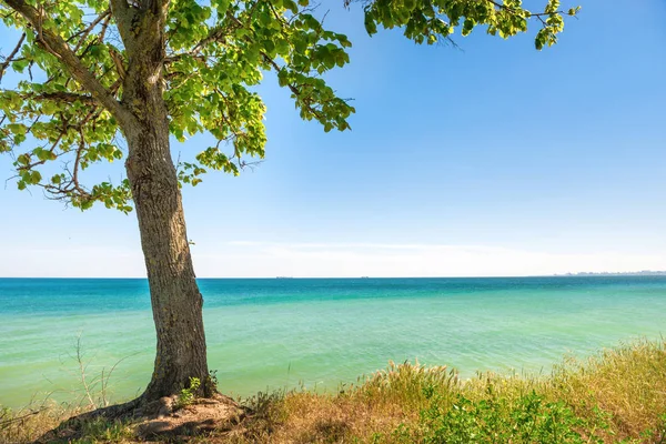 Big green tree on the beach — Stock Photo, Image