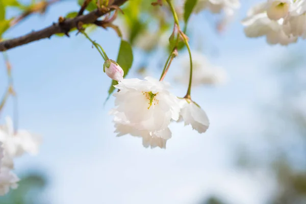 봄 벚꽃 나무에 흰 사쿠라 꽃 — 스톡 사진