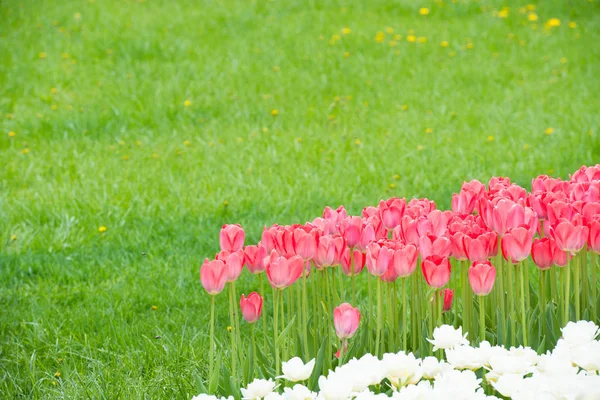 Roze tulpen in het park — Stockfoto