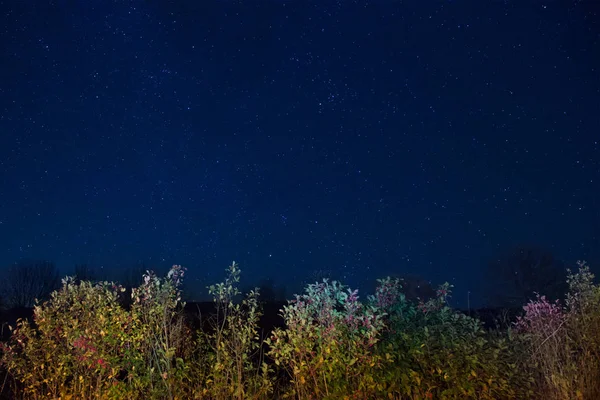 Bosque otoñal bajo cielo azul oscuro nocturno — Foto de Stock