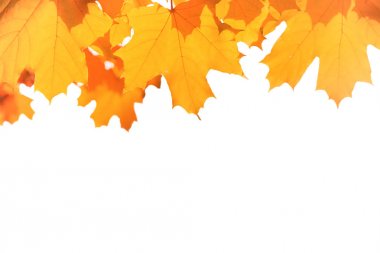 Kırmızı sonbahar yaprakları