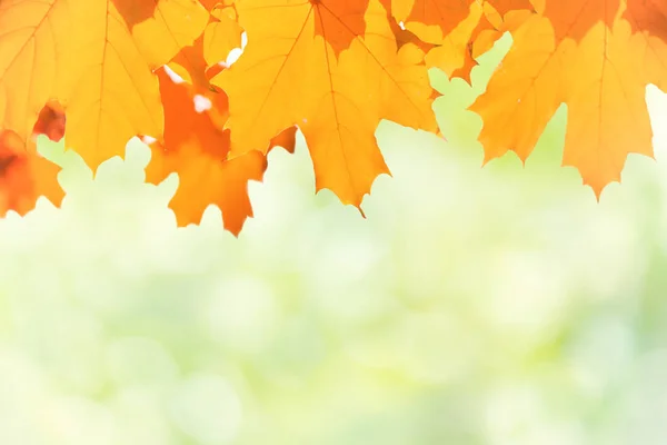 Autumn red leaves — Stock Photo, Image