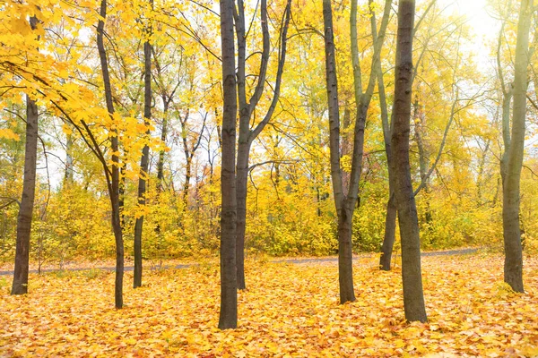 Parco autunnale soleggiato — Foto Stock