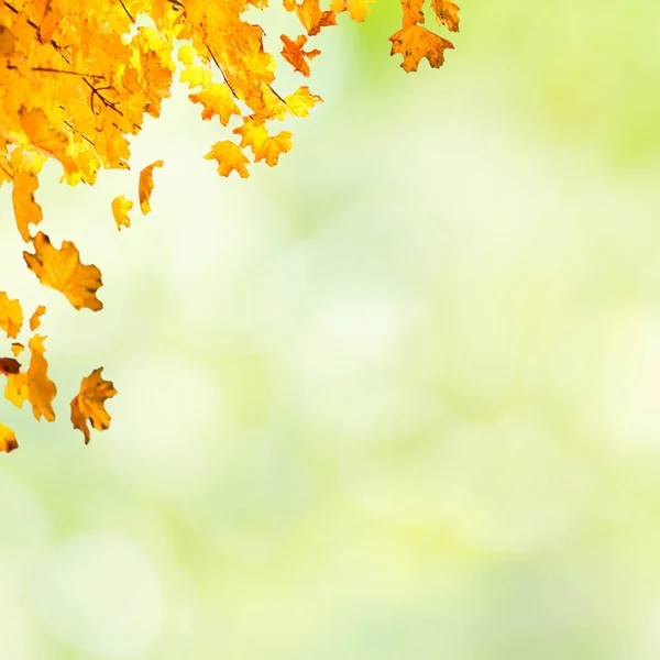 秋天，红色和黄色的枫树叶 — 图库照片