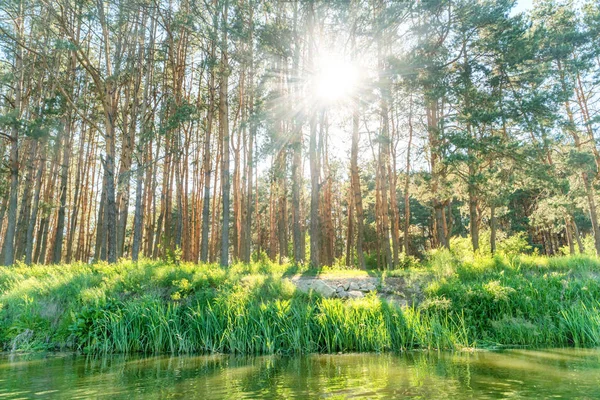 Güzel bir gün ile yeşil orman