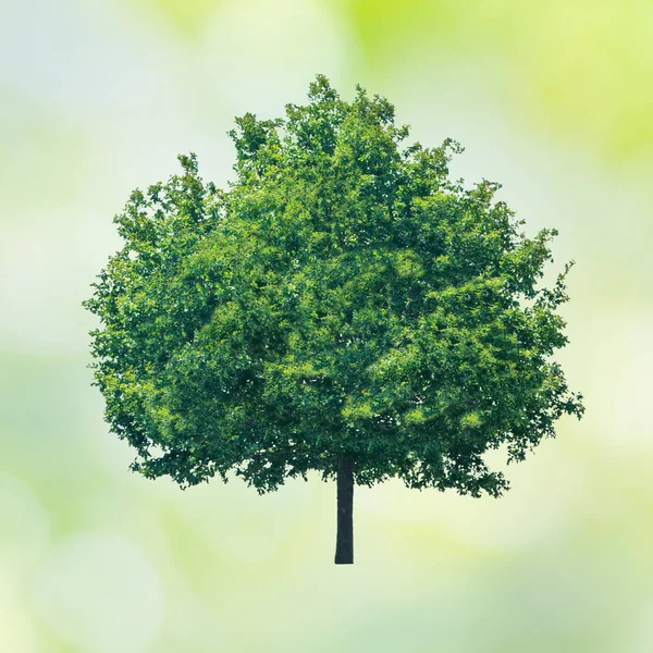 Grüner Baum mit Blättern — Stockfoto
