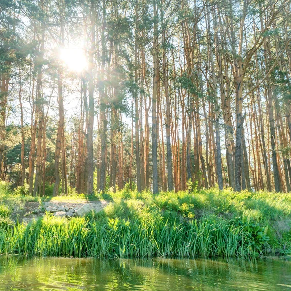 Bosque verde con sol brillante — Foto de Stock