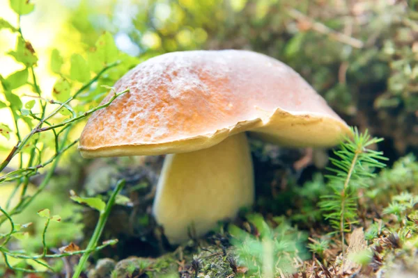 Grande cogumelo fresco na floresta — Fotografia de Stock