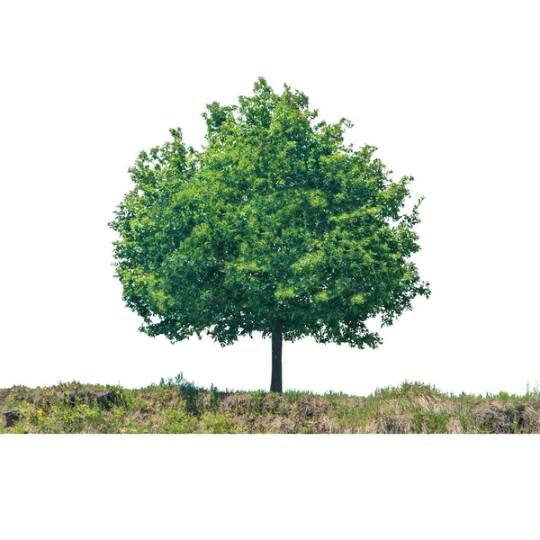 Groene boom op het land — Stockfoto