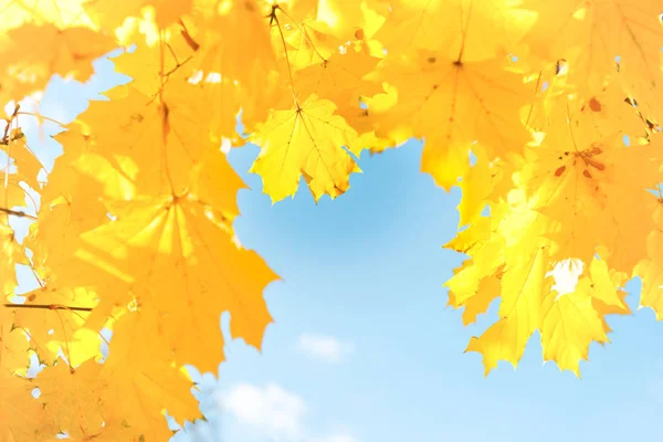 Foglie giallo autunno — Foto Stock