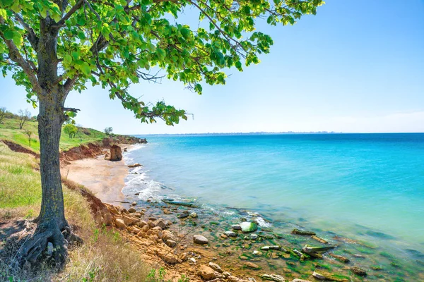 Big green tree on the beach — Stock Photo, Image