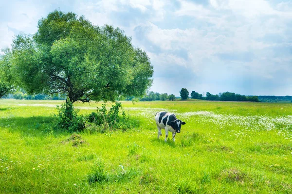 Vaca negra en el campo verde — Foto de Stock