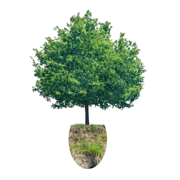 Green tree with piece of ground — Stock Photo, Image
