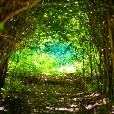 Orman ağaçları karanlık tünel yolu ile