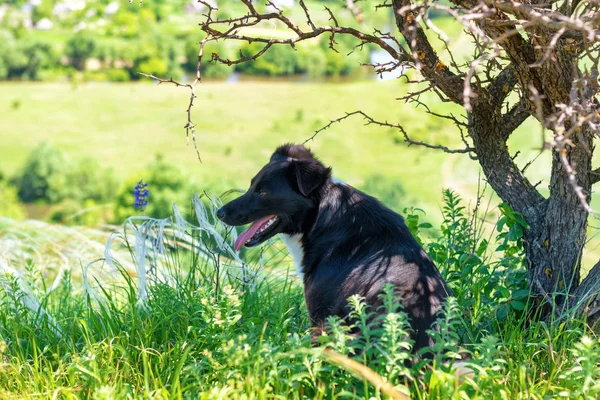 Perro negro en hierba verde del campo —  Fotos de Stock